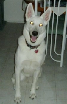 A Canadian White Shepherd is sitting on a tiled floor in a kitchen with its mouth open, it looks like it is smiling.