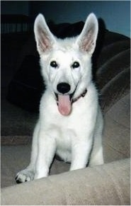 The front left side of a Canadian White Shepherd Puppy that is sitting on a couch with its mouth open and its tongue out