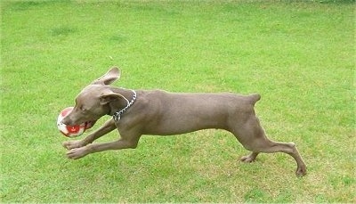 Action shot - A Weimaraner puppy is running across a yard with a ball in its mouth. The dogs drop ears are flying backwards and its tail is docked short.
