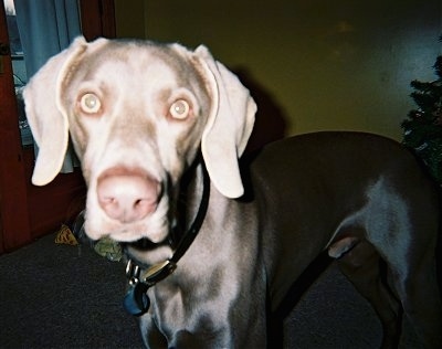 Close up - A Weimaraner dog is standing across a carpet and it is looking forward. The light from the camera flash is shining on its face. The dog has a big liver brown nose and wide round yellow eyes.