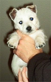 A West Highland White Terrier puppy is being held in the air by a persons hands. It has small fold over ears, a black nose and round eyes.