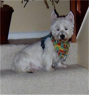 The right side of a West Highland White Terrier that is standing across a step, it is looking down the step and it is wearing a colorful bandana.