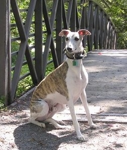 dogs whippet