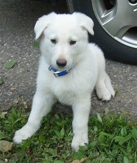 alsatian puppy white