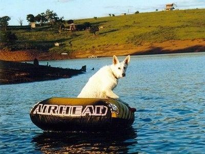 The right side of an American White Shepherd that is sitting in a floating blow up raft that is in the middle of a body of water