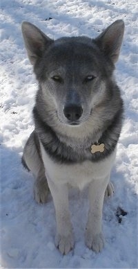 A grey, black and white Wolf Hybrid is sitting outside in snow and it is looking up. It has perk ears and gray eyes.
