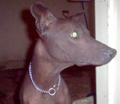 Close up - The right side of a brown Xoloitzcuintli dog wearing a chain collar looking to the right. The dog has a pointy snout, a dark gray nose, perk ears and wide round eyes that are glowing green.