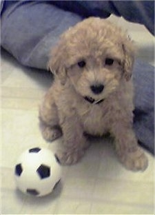 A small tan Yorkipoo puppy is sitting on a white tiled floor and to the left of it is a soccer ball.