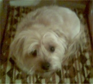 Topdown view of a white Yorkipoo that is sitting on a rug and it is looking up. It has a black nose and wide round black eyes.