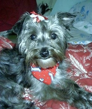 Close up - The right side of a black and gray Yorkipoo that is wearing a bone bandana and a ribbon on its head. It is laying across a pillow. It looks like it has a smile on its face, its nose is black and its eyes are wide and round. It has small ears with one ear hanging down and the other sticking out to the side.