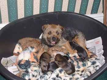 Meg the Border Terrier laying down in her round plastic pool whelp box with her litter of border terrier puppies