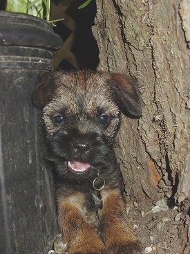 Close Up - Pretty Penny the Border Terrier puppy stuck in-between trash can an a tree