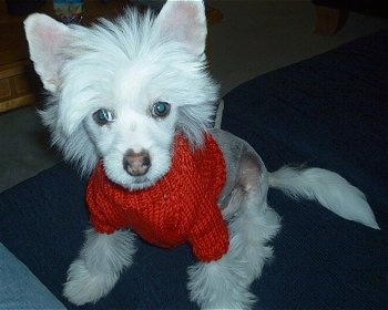 Harry the Chinese Crested puppy is sitting on a rug in a red sweater