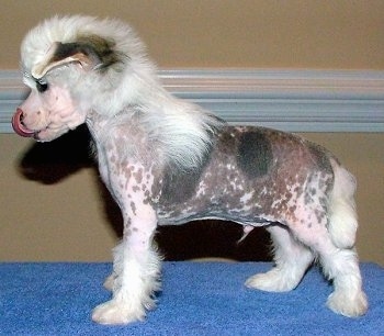 Left Profile - Harry the Chinese Crested puppy is being posed on a blue tabletop and its tongue is out licking its nose