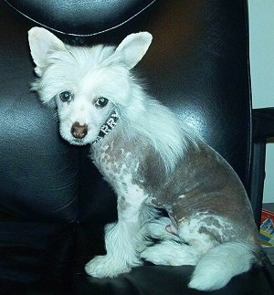 Harry the Chinese Crested puppy is sitting in a black leather chair