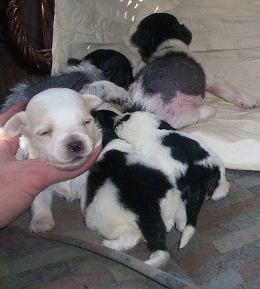 A litter of Chinese Crestese Puppies a laying outside on a porch and walking to a sideways wicker basket. One puppy's head is being held up by a person