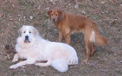 A large white and tan Great Pyrenees is laying outside with a Golden Retriever/Border Collie mix standing behind it.