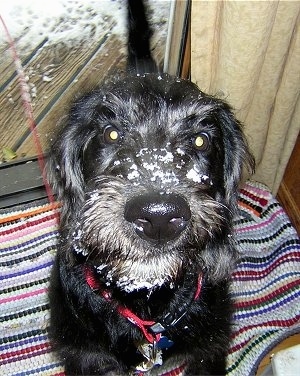 Close Up upper body shot from the front - A black Labradoodle is sitting on a colorful throw rug in front of a sliding glass door showing the snow out on the deck behind it. It has snow all over its muzzle