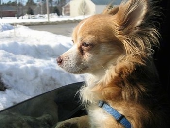 Casco the Long Haired Chihuahua is sitting in the passenger seat of a car. The window is down and it is looking at the snow outside the window