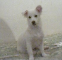A short-haired white Lowchen puppy is sitting on a carpet. It is looking down and to the left.