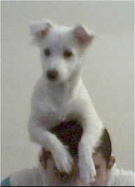 A short-haired white Lowchen puppy is laying on the head of a person.