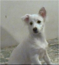 A short-haired white Lowchen puppy is sitting on a rug and looking back. One of its ears is flopped over.