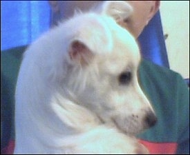 Close up head shot - The face of a short-haired white Lowchen puppy laying in the arms of a person.