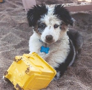 Australian Shepherd Miniature