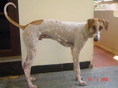 Mudhol Hound is standing in front of a wall and looking towards the camera holder