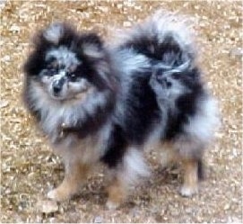 The left side of a blue merle Pomeranian that is standing across brown grass and it is looking forward.