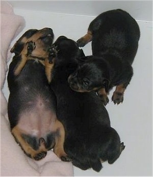 Three newborn black with tan Prazsky Krysarik puppies are sleeping near a pink blanket. The left most dog is sleeping upside down.