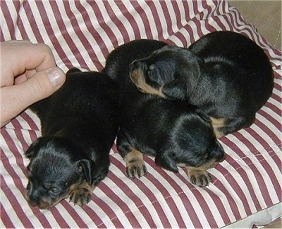 Three small black with tan Prazsky Krysarik puppies are sleeping on a peppermint striped cushion.