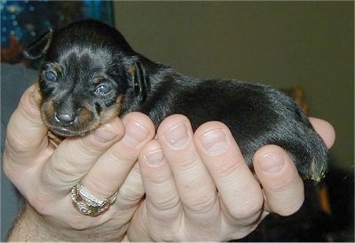 A tiny black with tan Prazsky Krysarik puppy is being held in the air by a persons hand and it is looking forward.