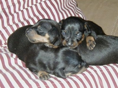 Three tiny black with tan Prazsky Krysarik puppies are sleeping in a pile on a peppermint stripped cushion.