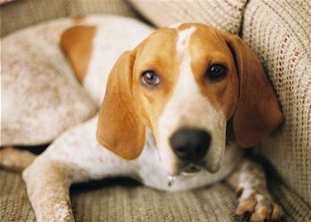 Close Up - Purdie the white and tan ticked English Coonhound is laying on a couch