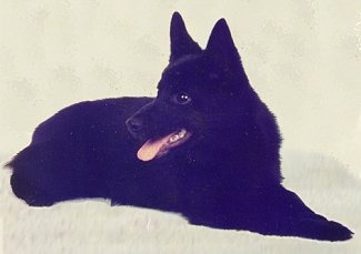 A black Schipperke is laying across a carpeted surface, it is looking to the left and it is panting.