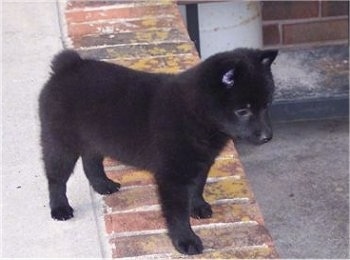 The right side of a black Schipperke puppy that is standing on a brick step and it is looking over the edge. The dog has small perk pointy ears and a bob tail.