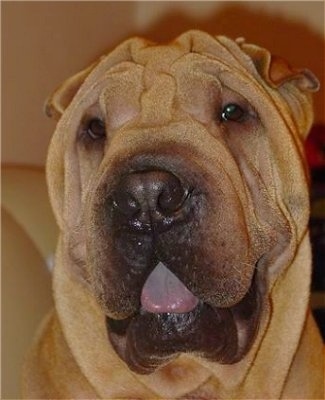 Close up head shot - A tan wrinkly faced Chinese Shar-Pei dog with a black nose is sitting on a couch looking forward. Its mouth is open and it looks like it is smiling. The dog has a big head and a big black nose with very small ears.