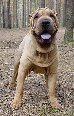 Brindle Shar Pei