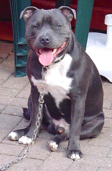 A smiling, thick, muscular, wide chested, blue Staffordshire Bull Terrier dog sitting on a stone surface looking forward panting. Behind it is a stack of lawn chairs.