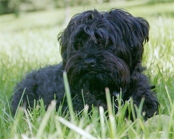 The front right side of a black Yorkiepoo that is laying across grass and it is looking to the left. It has longer hair on the top of its head that falls down and covers up its eyes. It has a black nose and black lips. There is longer hair coming from its muzzle hanging down.