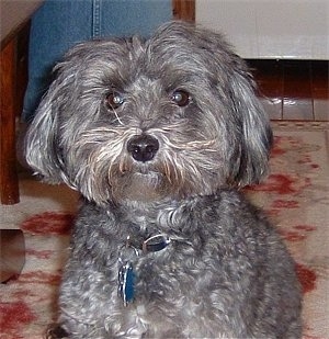 Front view - A grey Yorkipoo is sitting on a rug and it is looking forward. It has wavy hair on its body and straigher hair on its head and ears. The hair on its head is parted in the middle and falls down to each side of its head. Its eyes are dark wide and round and its nose is black.