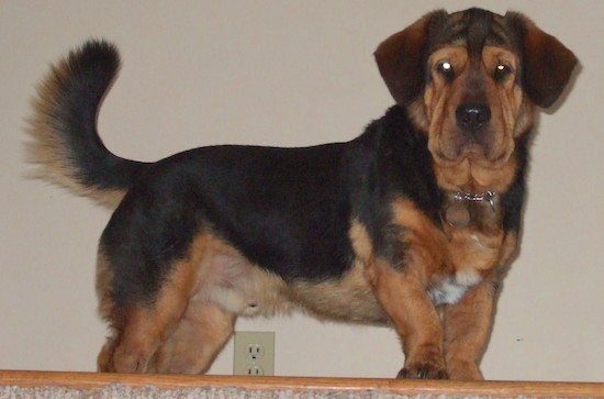 A long-bodied, short-legged, thick, low to the ground dog with a long fringe tail and a big wrinkly head standing