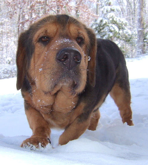 A large-headed, thick-bodied, dog with very short legs standing in snow