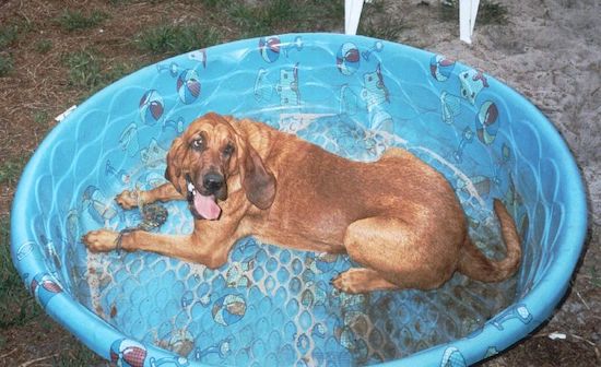 A big red dog with long hanging ears and a long tail laying down in a blue kiddy pool