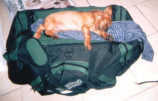 A large breed plump puppy sleeping on top of a green gym bag