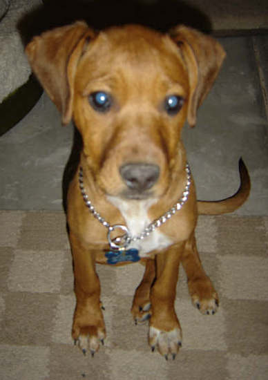 A red, fawn colored puppy with white on his chest, wide eyes and a brown nose sitting down