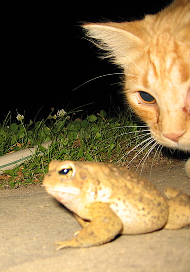Close-up shot of the face of an orange cat looking down on a big toad
