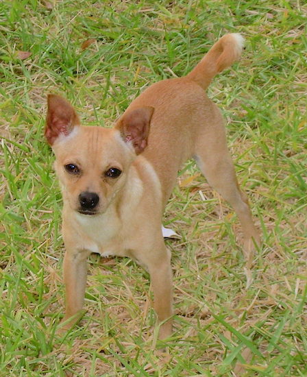 A little brown dog with ears that stand up to a point and a long tail with a ring at the end standing in grass