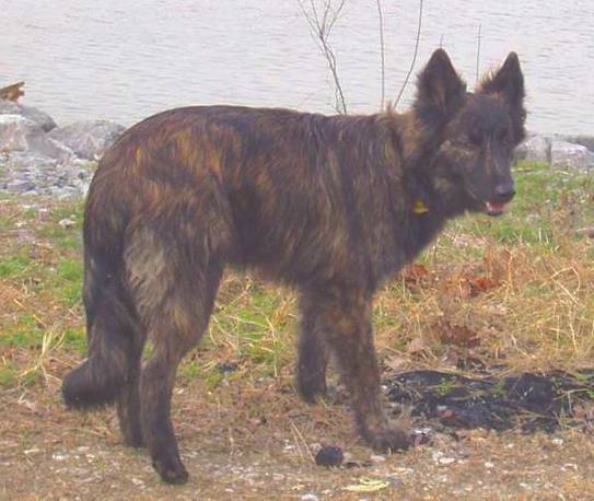 A longcoated brown brindle shepherd dog with ears that stand up and a long tail that hangs down standing next to a body of water